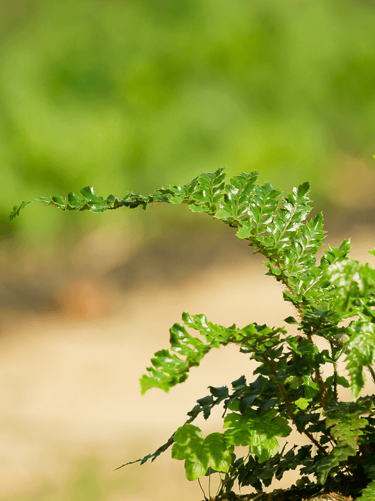 Polystichum polyblepharum